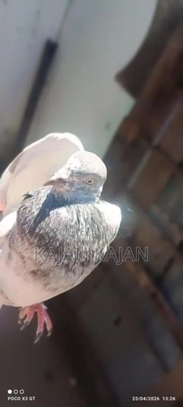 Pigeons