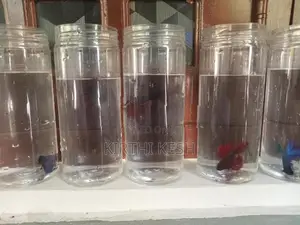Fighter(Betta) Fish