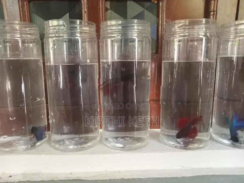 Fighter(Betta) Fish