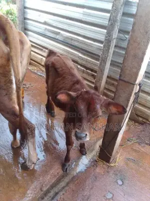 Milk Cow