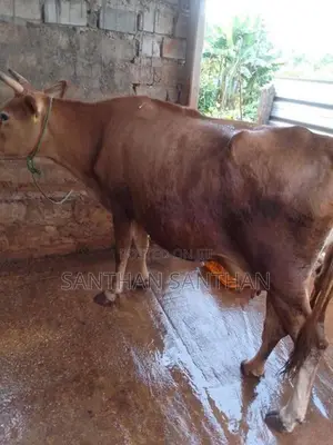 Milk Cow