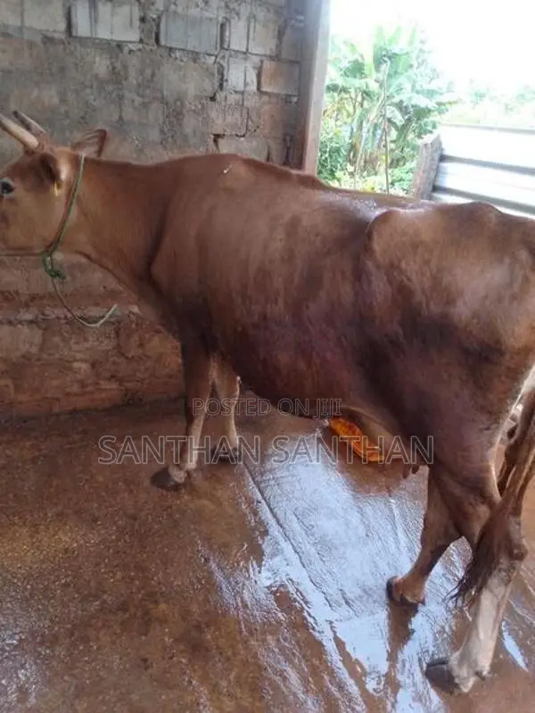 Milk Cow