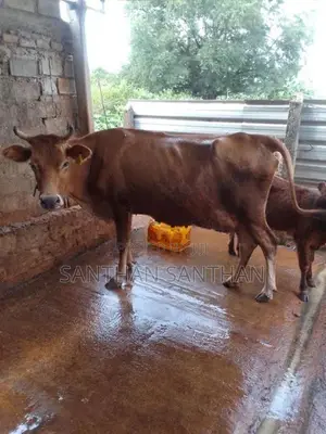 Milk Cow