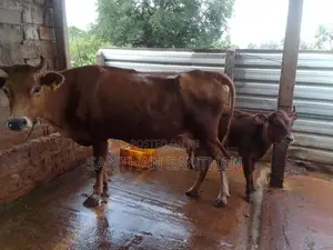 Milk Cow