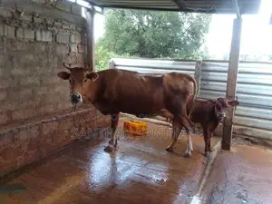 Milk Cow