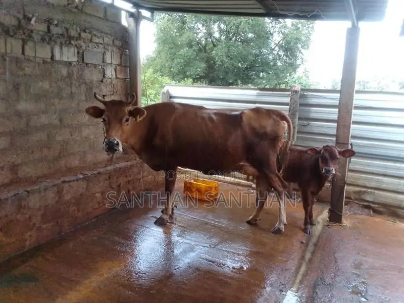 Milk Cow