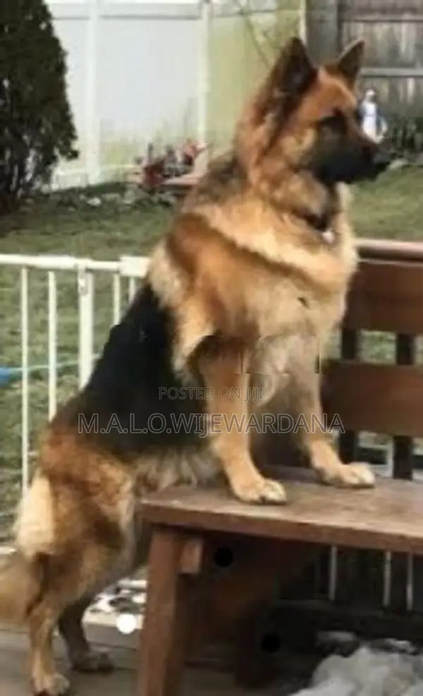 Lion Shepherd Dog
