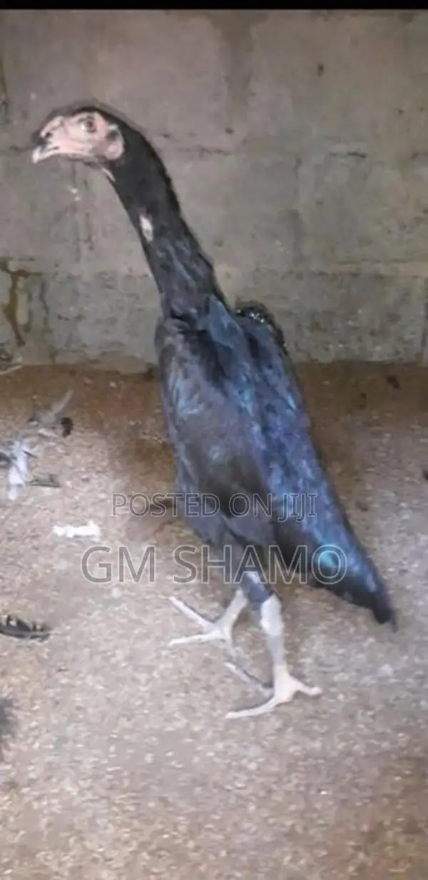 Shamo Rooster