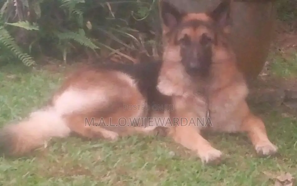 Lion Shepherd Dog