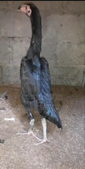 Shamo Rooster