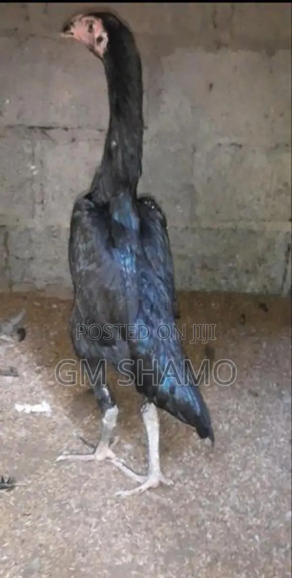 Shamo Rooster
