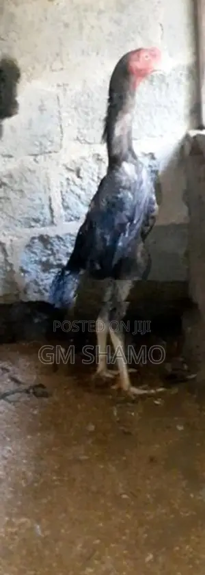 Shamo Rooster