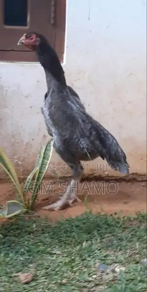 Shamo Rooster