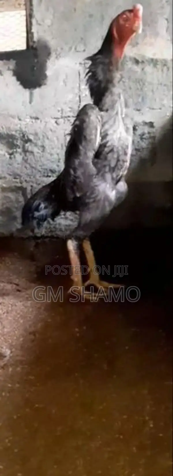 Shamo Rooster