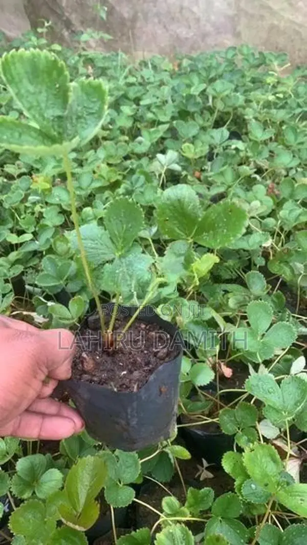 Strawberry Plant