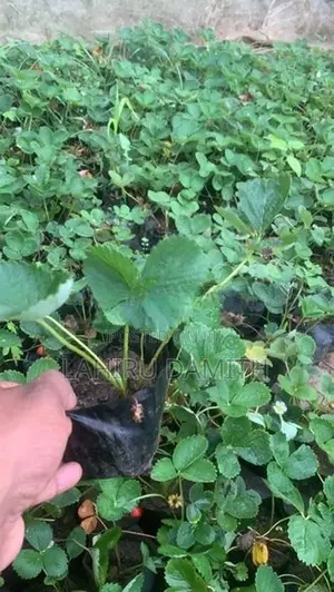 Strawberry Plant