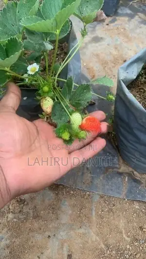 Strawberry Plant