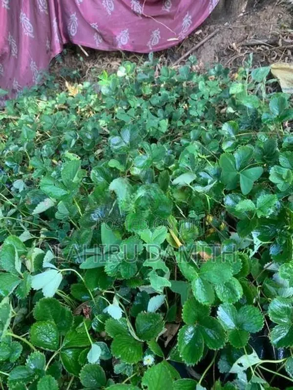 Strawberry Plant