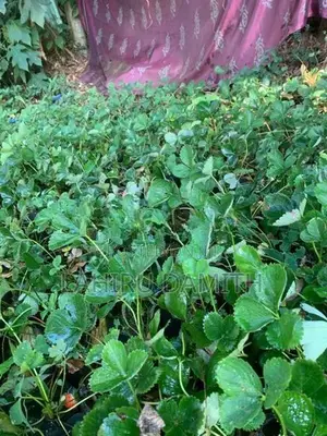 Strawberry Plant