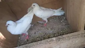 Pigeons