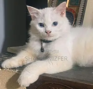 Persian Cat