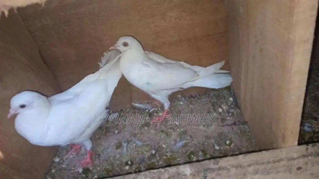 Pigeons