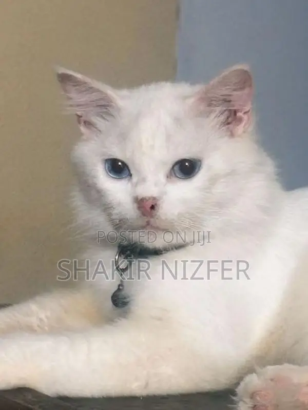 Persian Cat