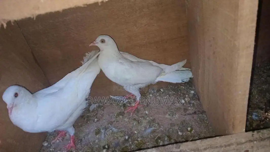 Pigeons
