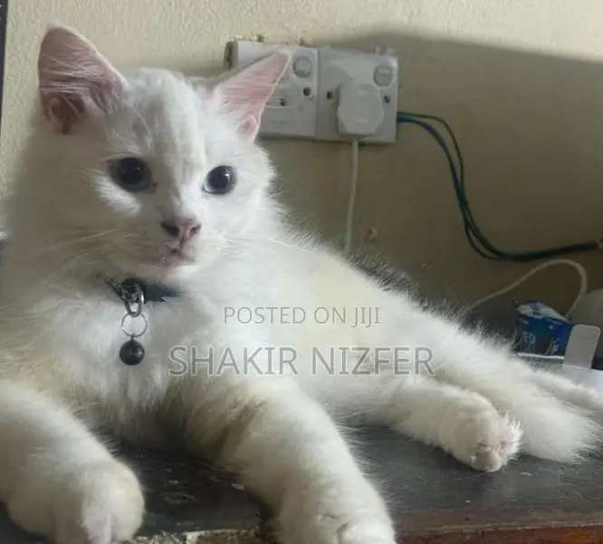 Persian Cat