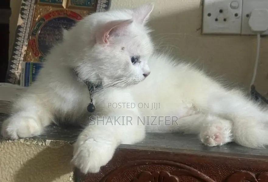 Persian Cat