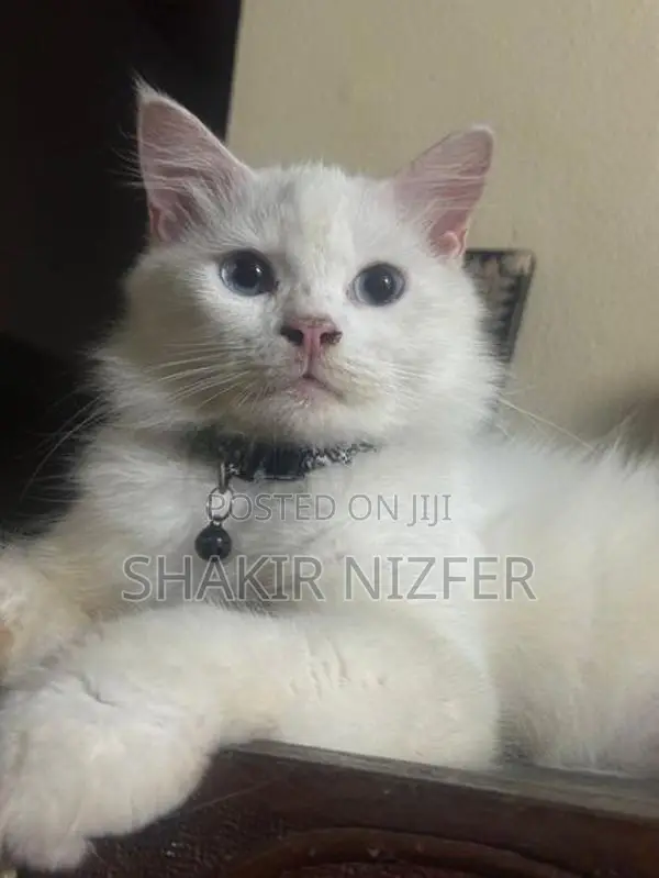 Persian Cat