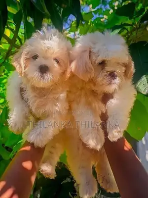 Terrier Puppies