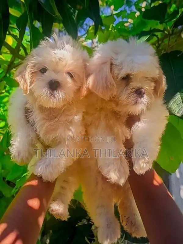 Terrier Puppies
