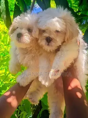 Terrier Puppies