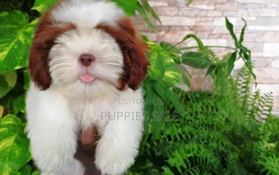 Shih Tzu Puppy