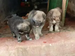 Lion Pomaneriyan