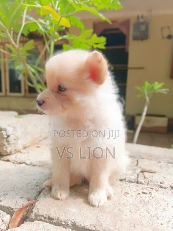 Lion Pomaneriyan