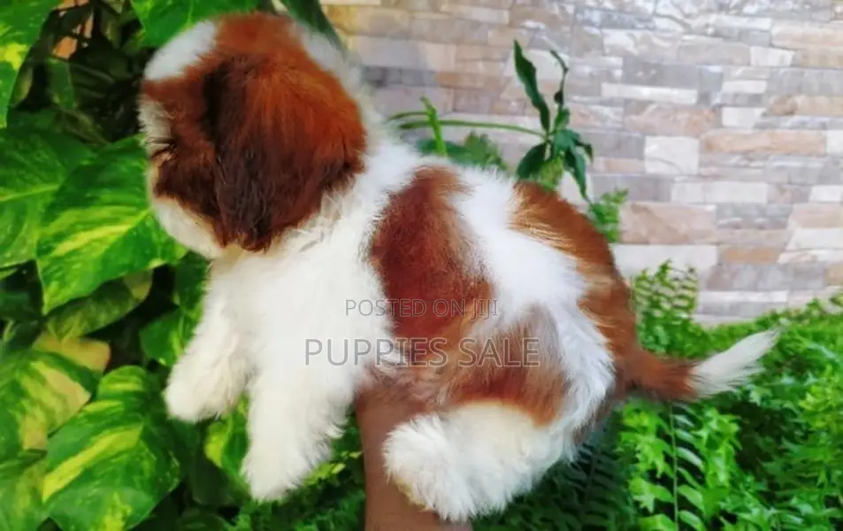 Shih Tzu Puppy