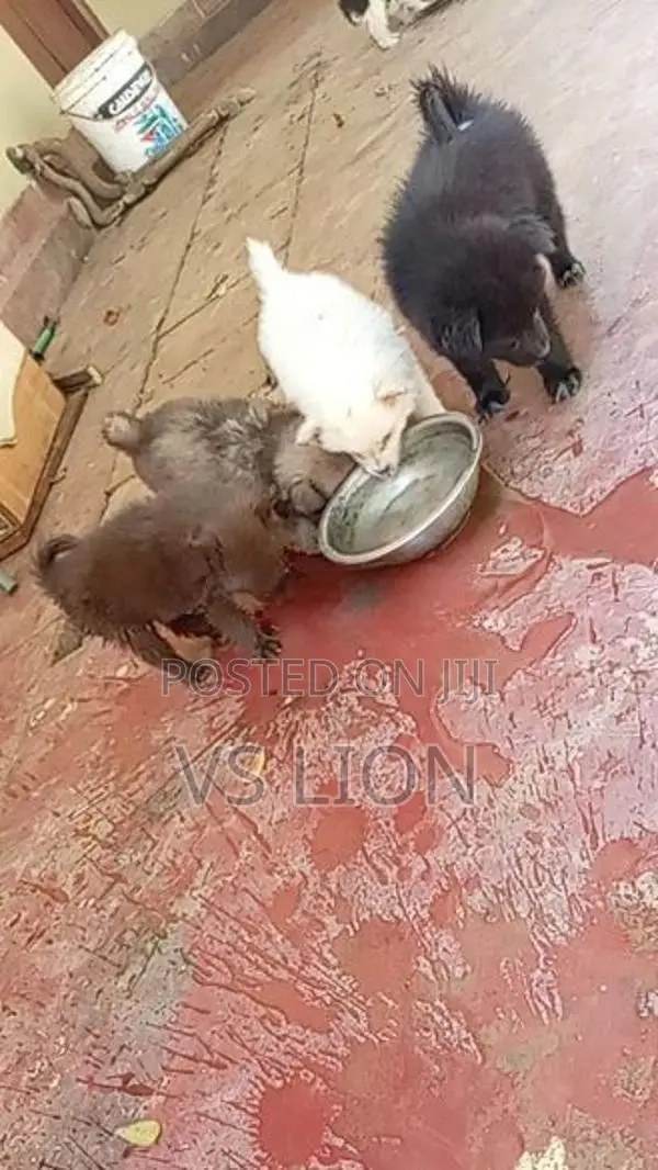 Lion Pomaneriyan