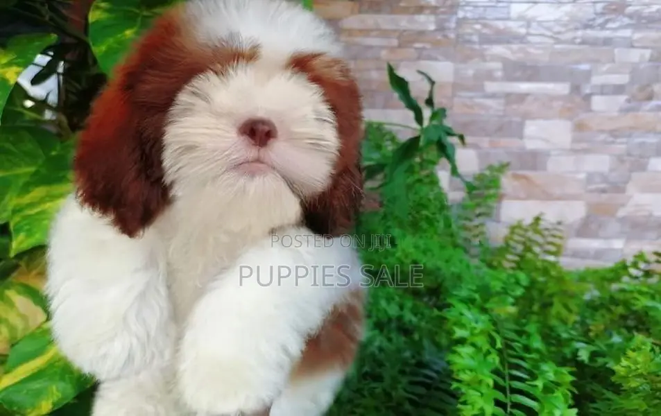 Shih Tzu Puppy