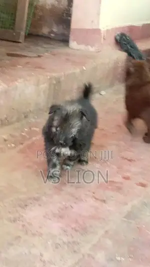 Lion Pomaneriyan