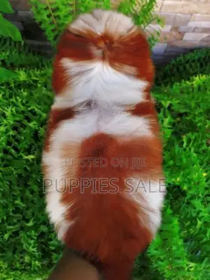 Shih Tzu Puppy