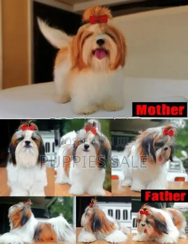 Shih Tzu Puppy