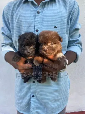 Shih Tzu Puppies
