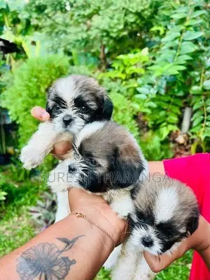Shih Tzu Puppies