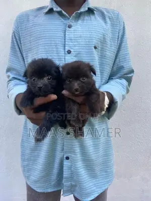 Shih Tzu Puppies