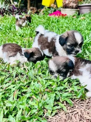Shih Tzu Puppies