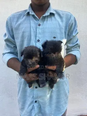Shih Tzu Puppies