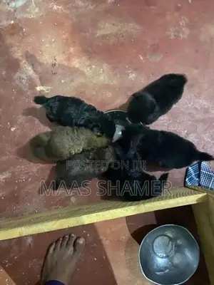 Shih Tzu Puppies
