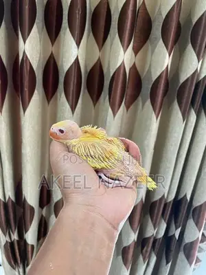 Ring Neck Yellow Chicks
